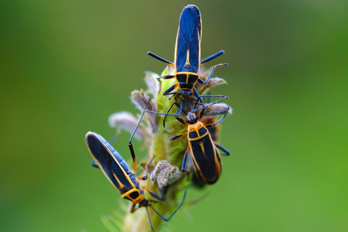 Tomada con el Fujinon XF 80mm f2.8 R LM OIS MACRO