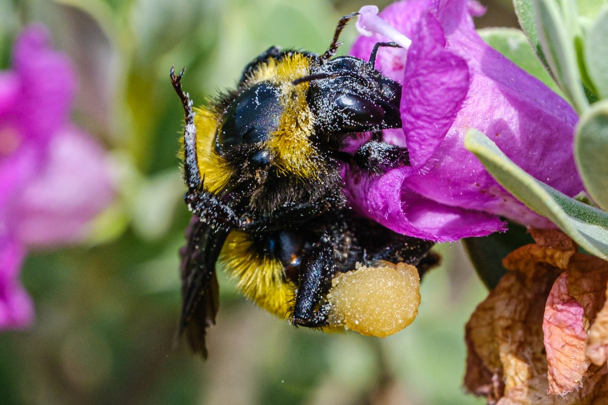 Tomada con el Fujinon XF 80mm f2.8 R LM OIS MACRO