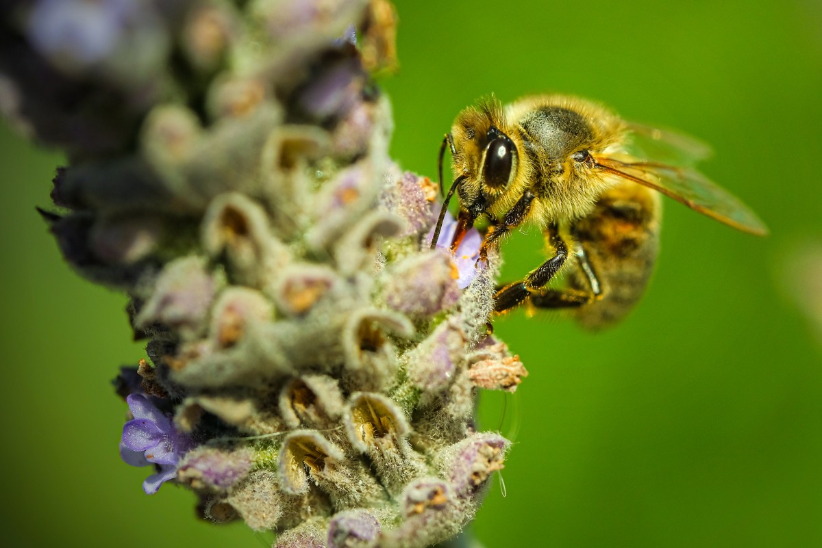 Tomada con el Fujinon XF 80mm f2.8 R LM OIS MACRO