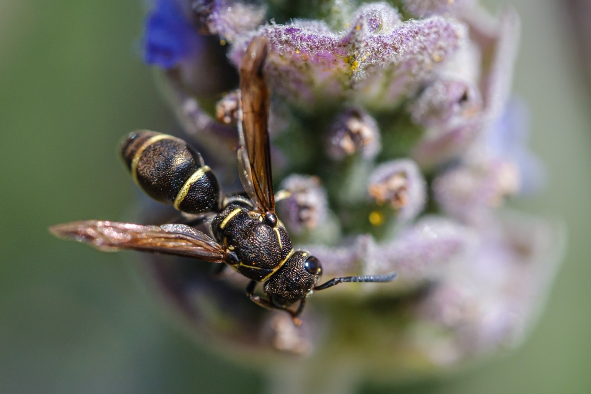 Tomada con el Fujinon XF 80mm f2.8 R LM OIS MACRO