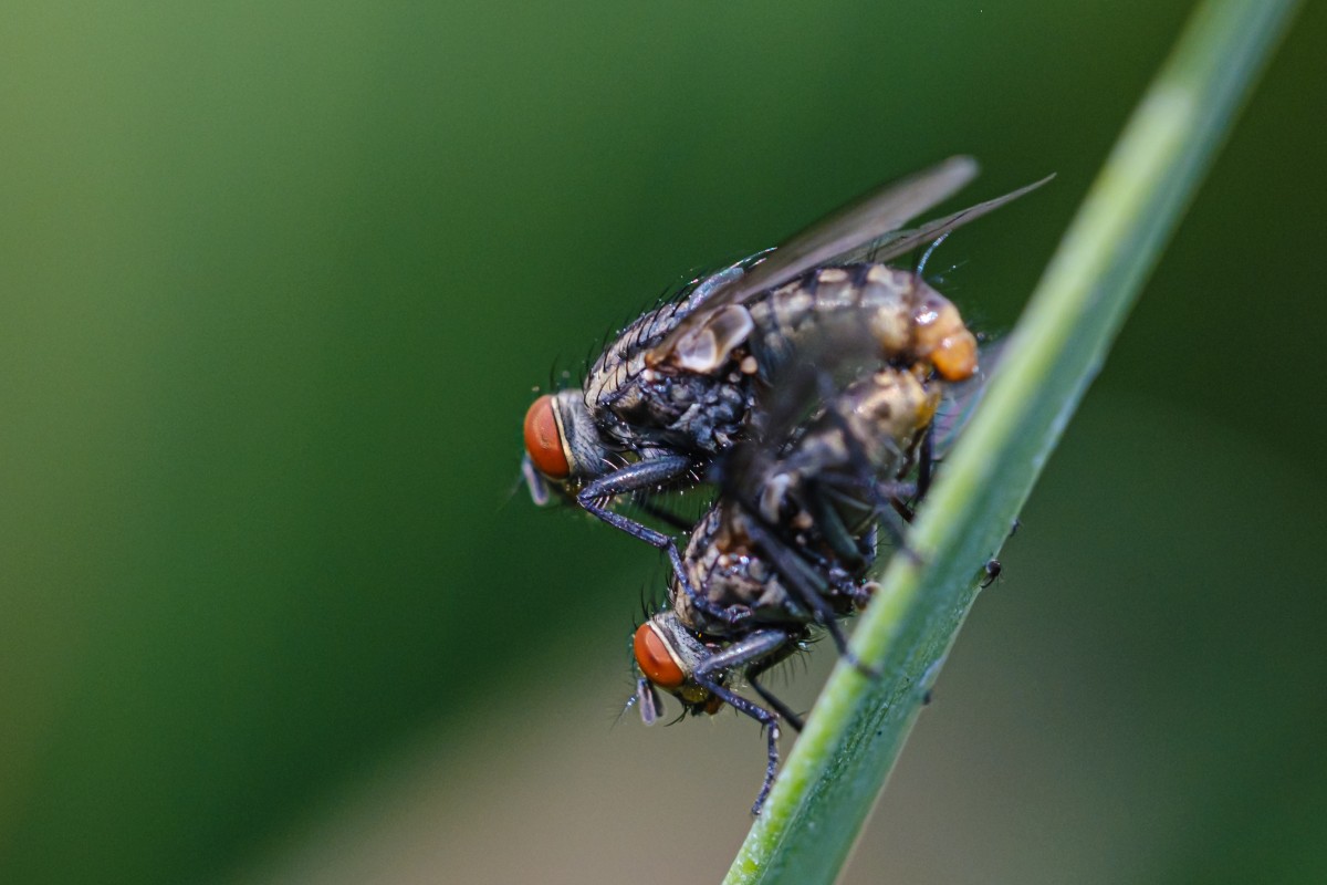 Tomada con el Fujinon XF 80mm f2.8 R LM OIS MACRO