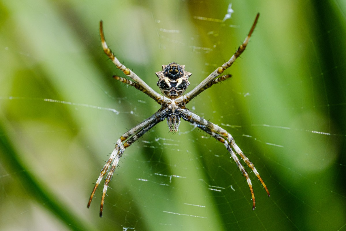 Tomada con el Fujinon XF 80mm f2.8 R LM OIS MACRO