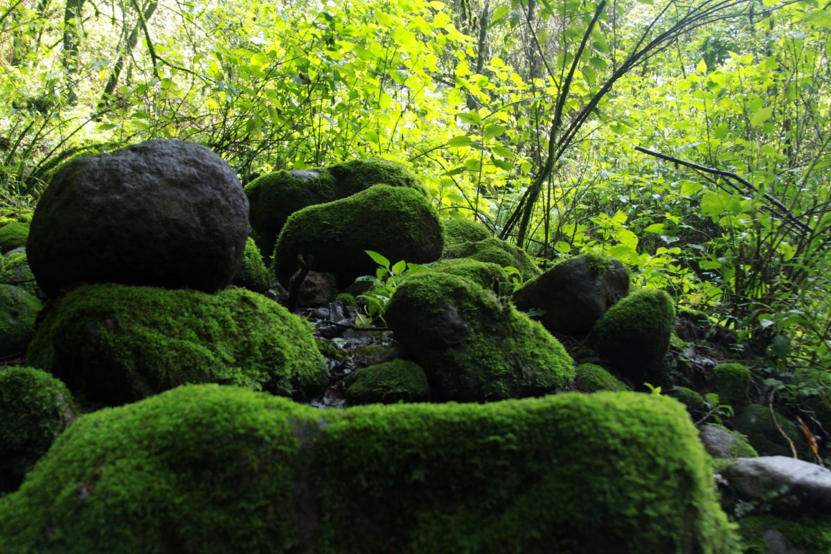 Un bosque en el desierto