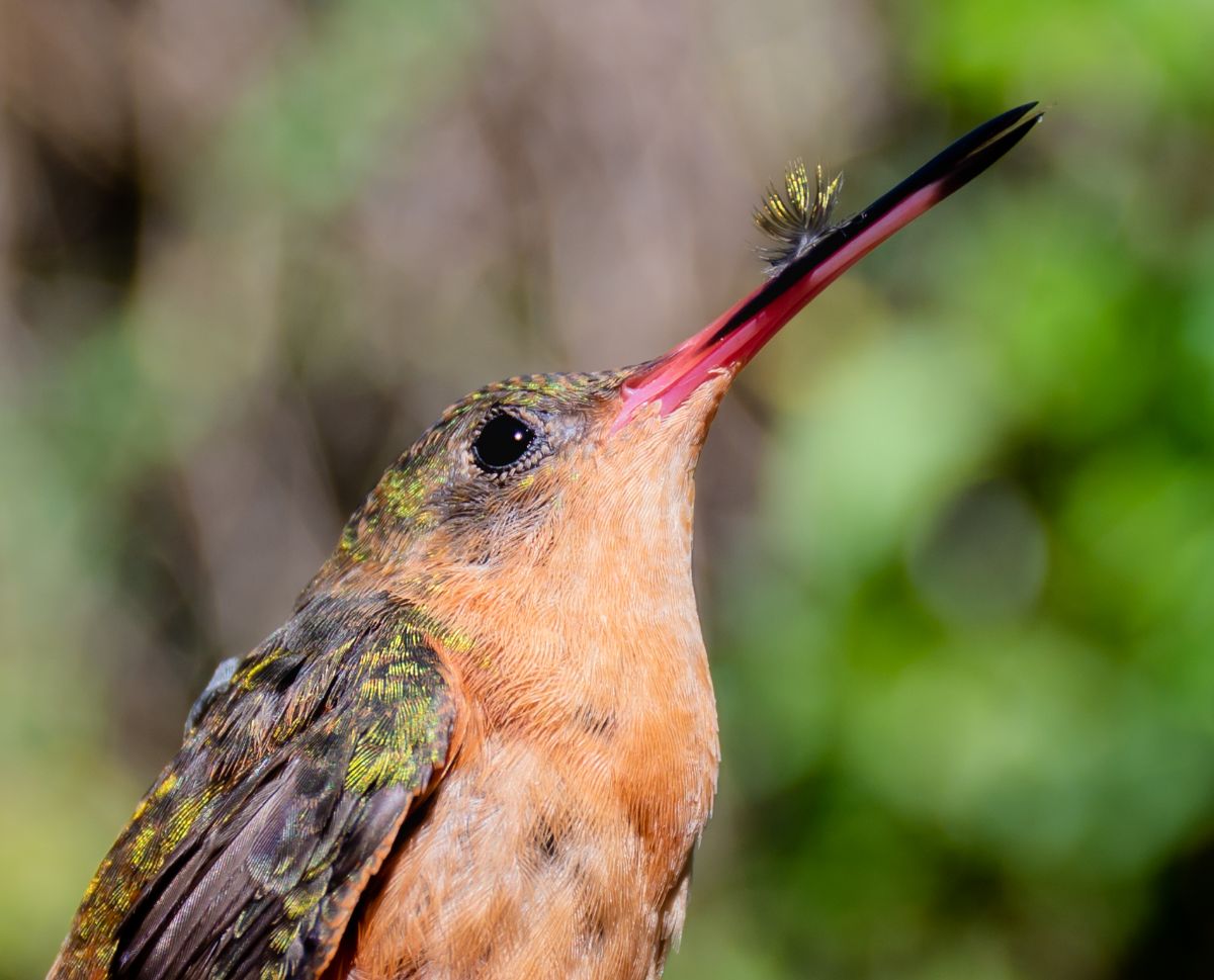 Colibri