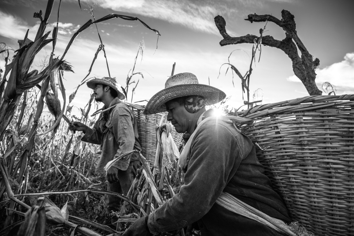Pizca de maiz colorado_ Tepec_Jalisco
