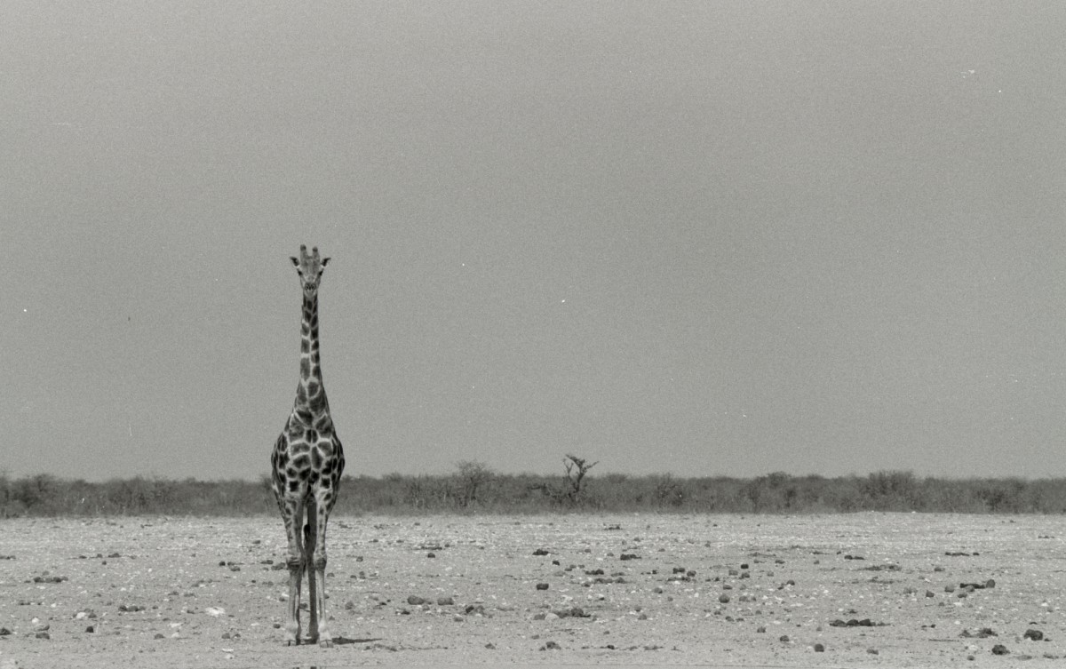 Entre la tierra y el cielo, nacer