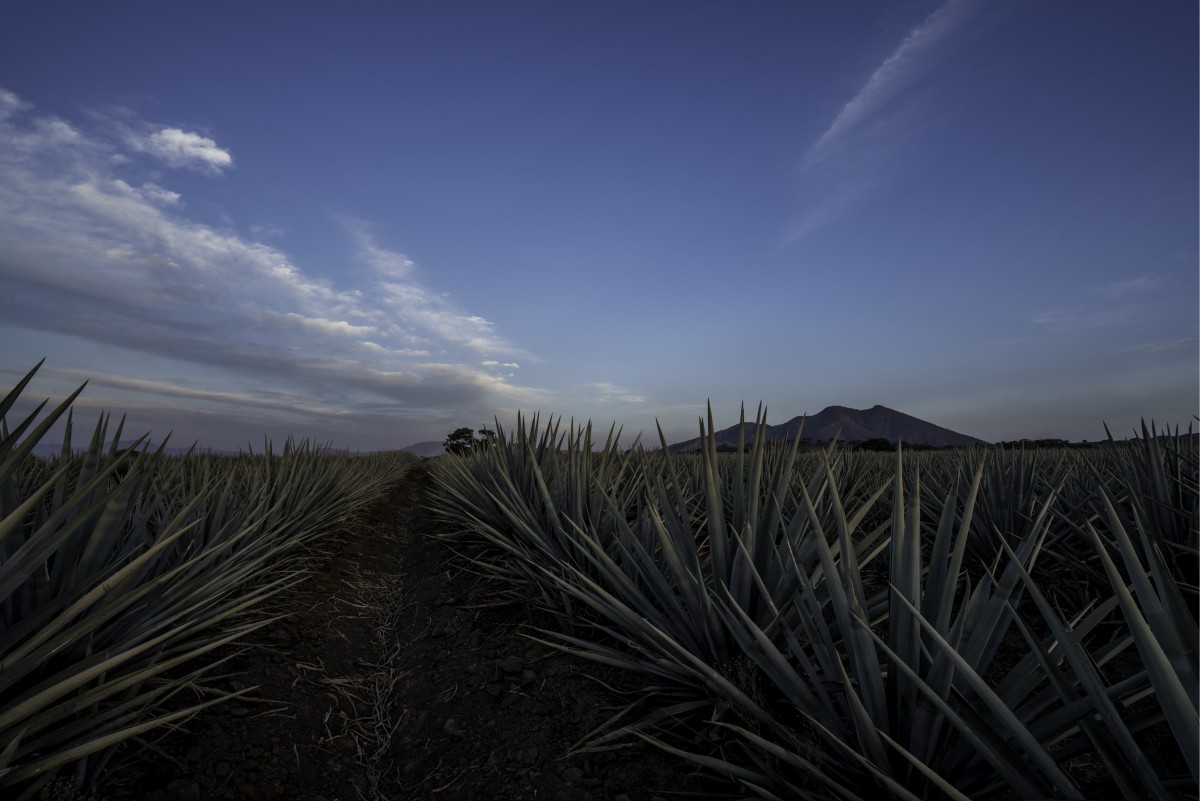 Agave Fields