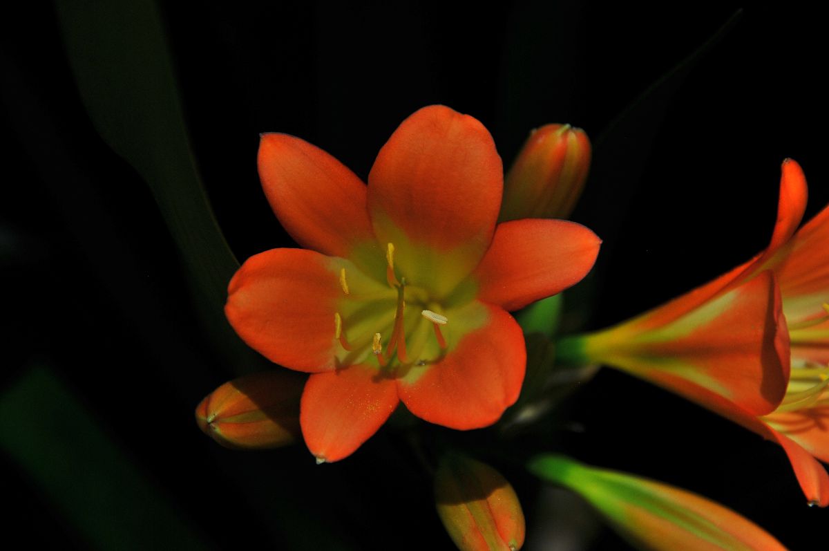 Orange flower