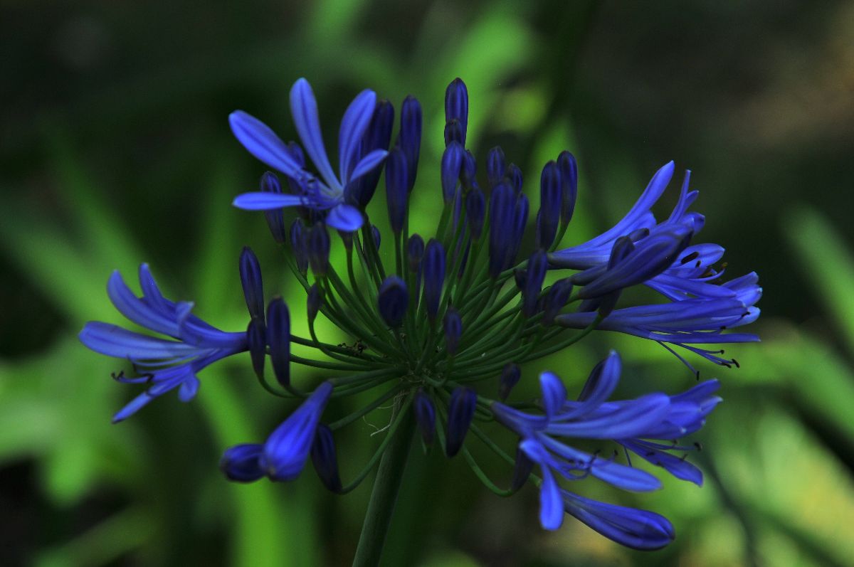 Blue flower