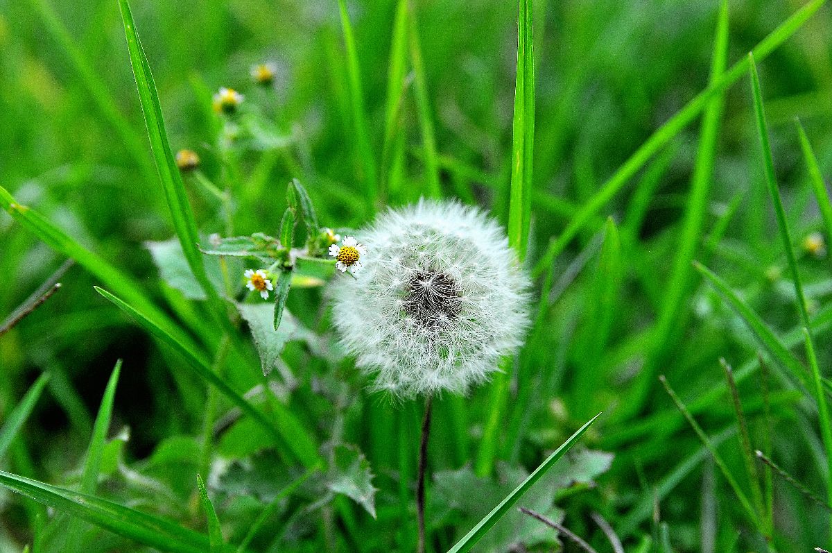 Dandelion