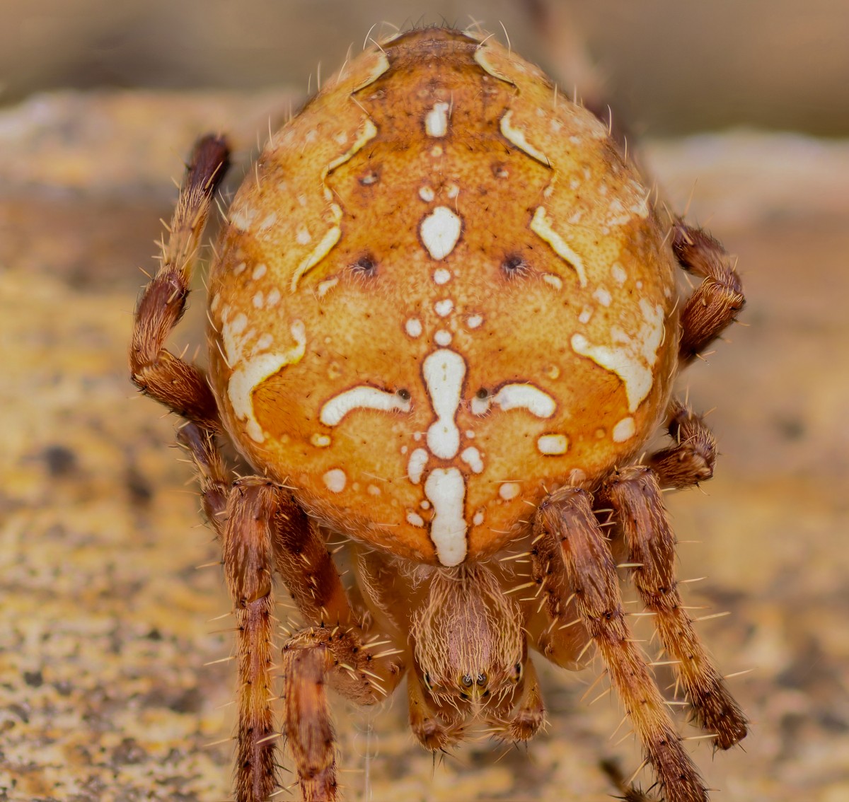 Araña de la cruz