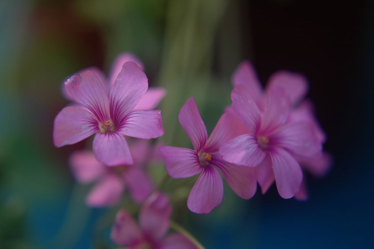 Little lowers