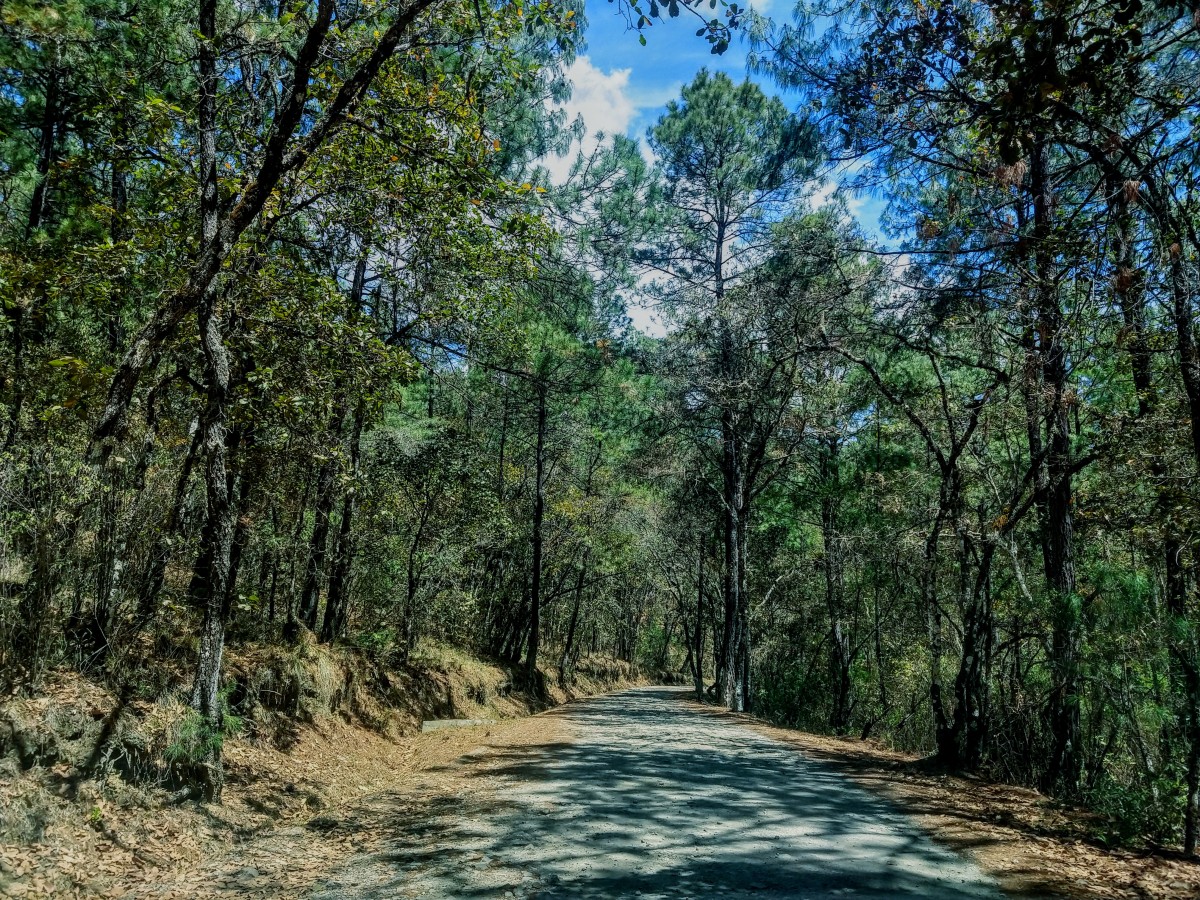 Caminando en la Sierra Juárez