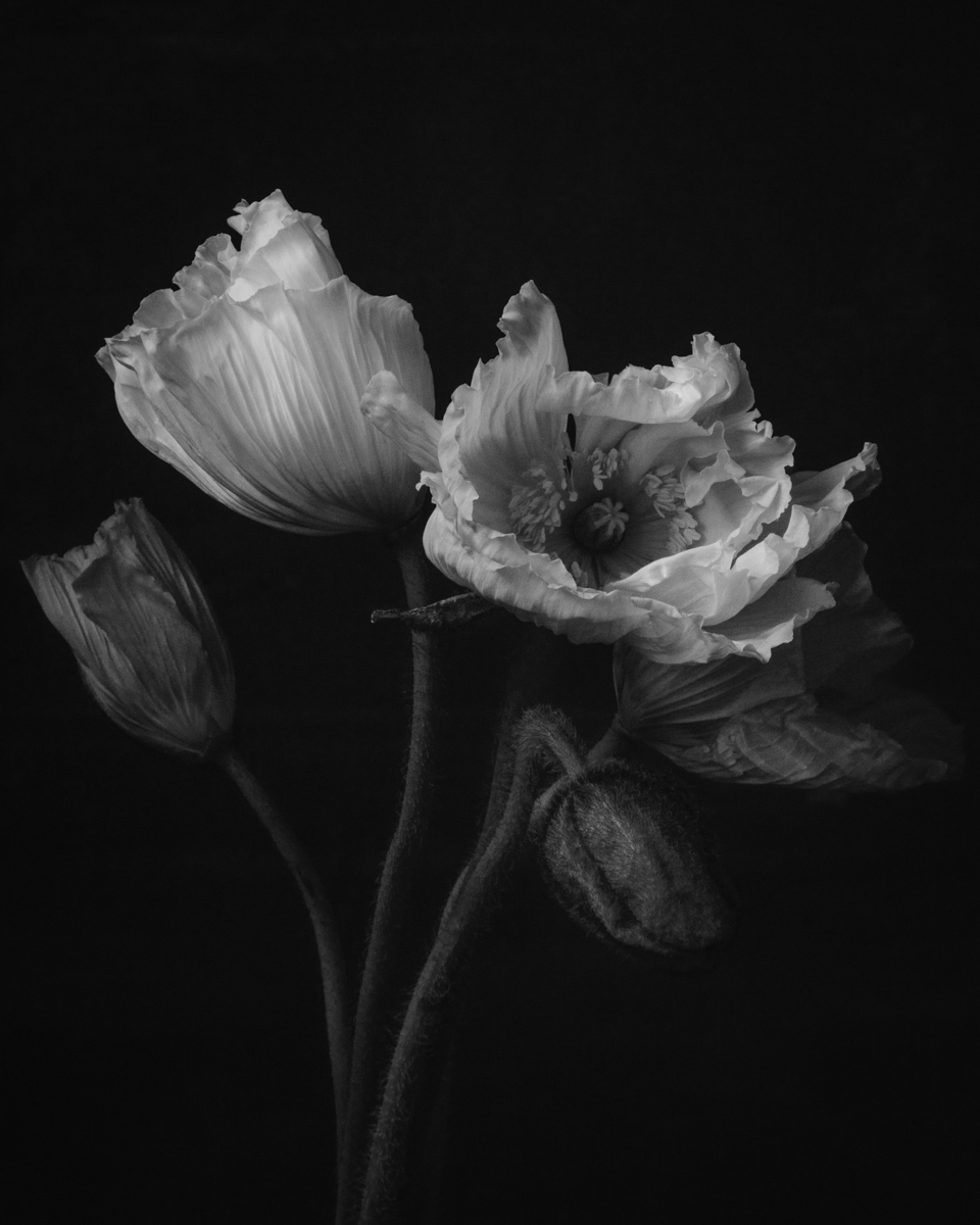 Papaver Nudicaule II