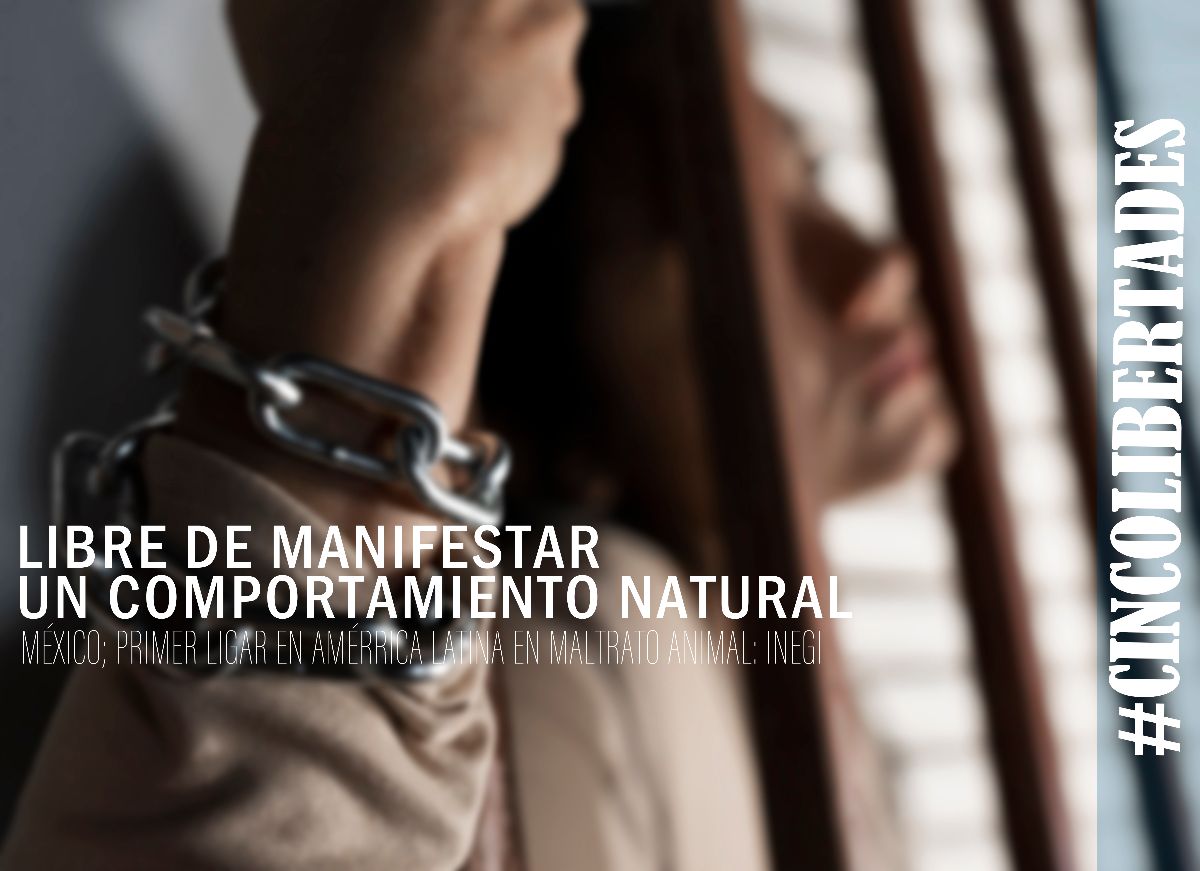 #CINCOLIBERTADES del bienestar animal / Libre de manifestar un comportamiento natural 