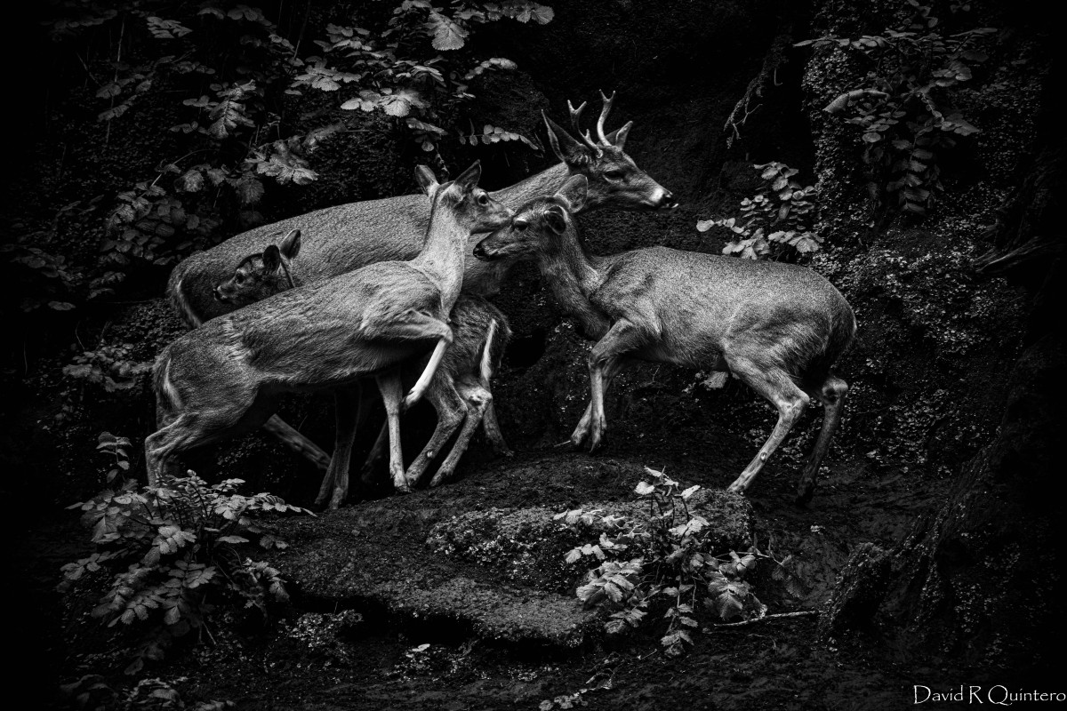 Venado mexicano con familia