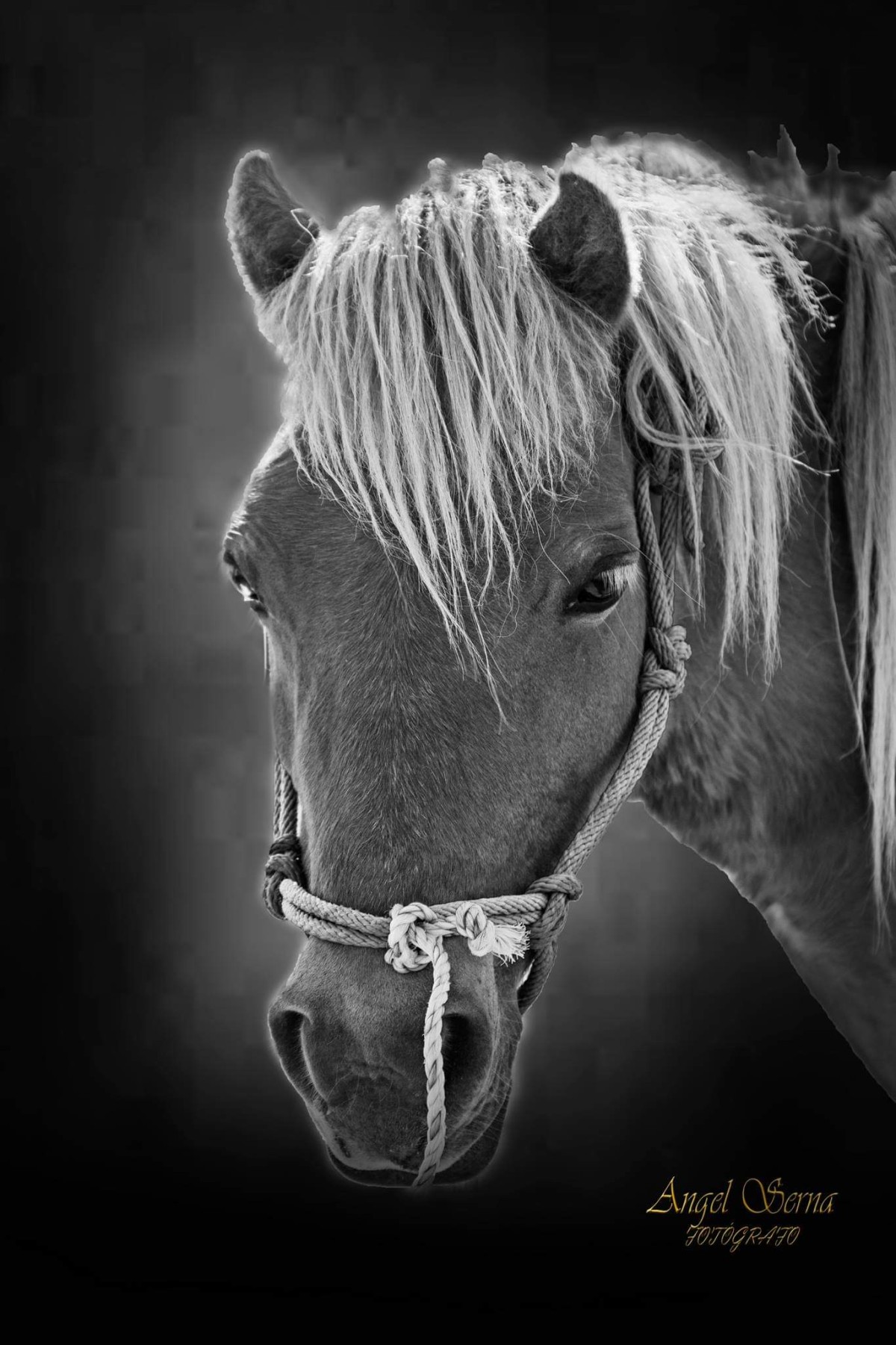 FB_IMG_1553582067783