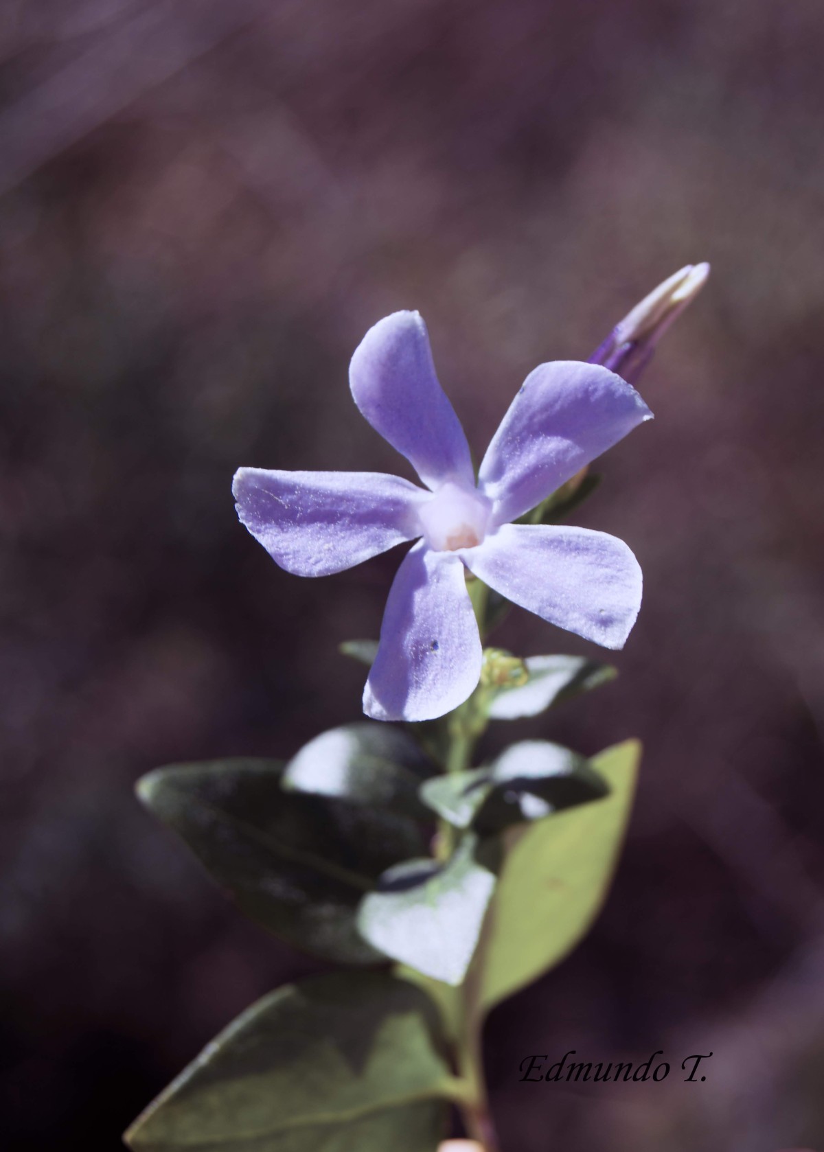 Flor de primavera