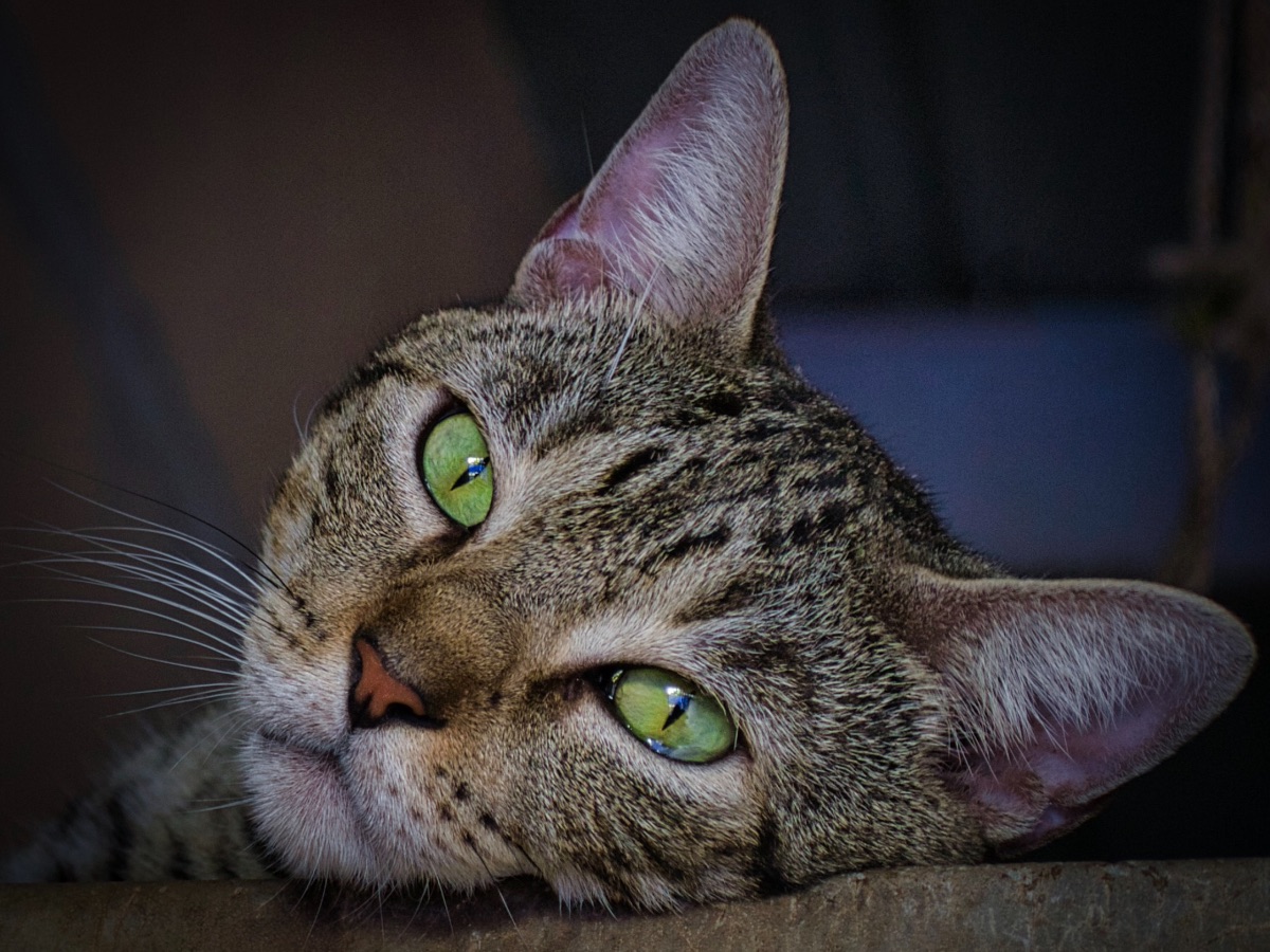 El Gato de mamá