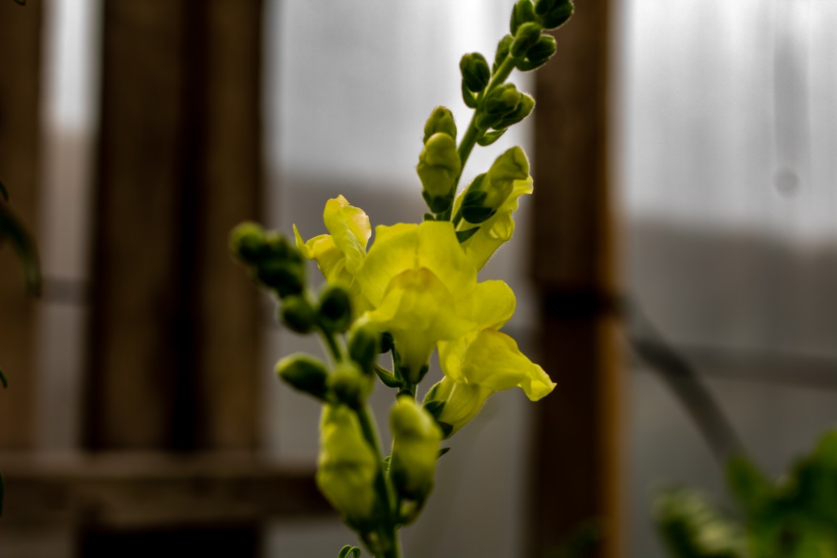  Boca de dragón, Dragonaria, Antirrino, Conejitos