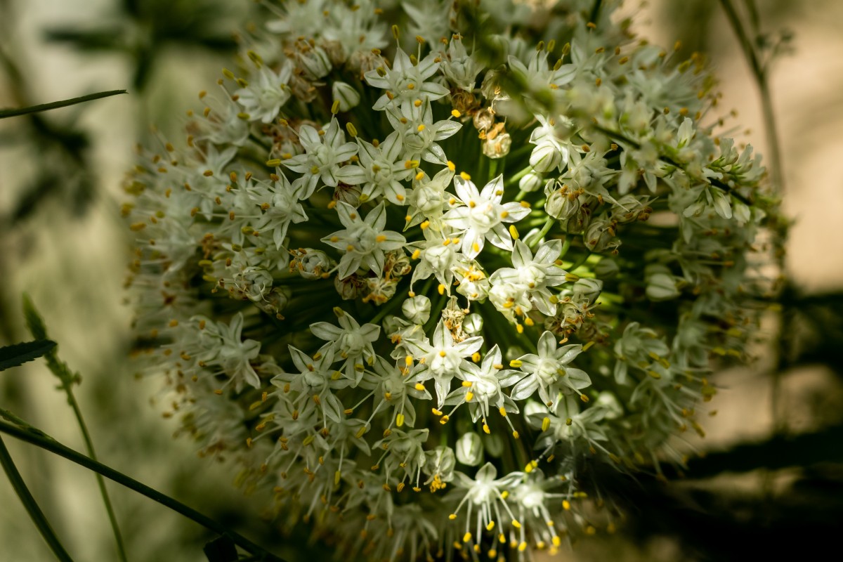 Flor de cebolla, GEOMETRIA SAGRADA