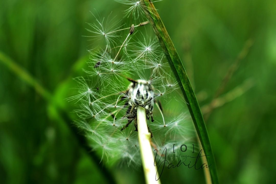 Diente de León 