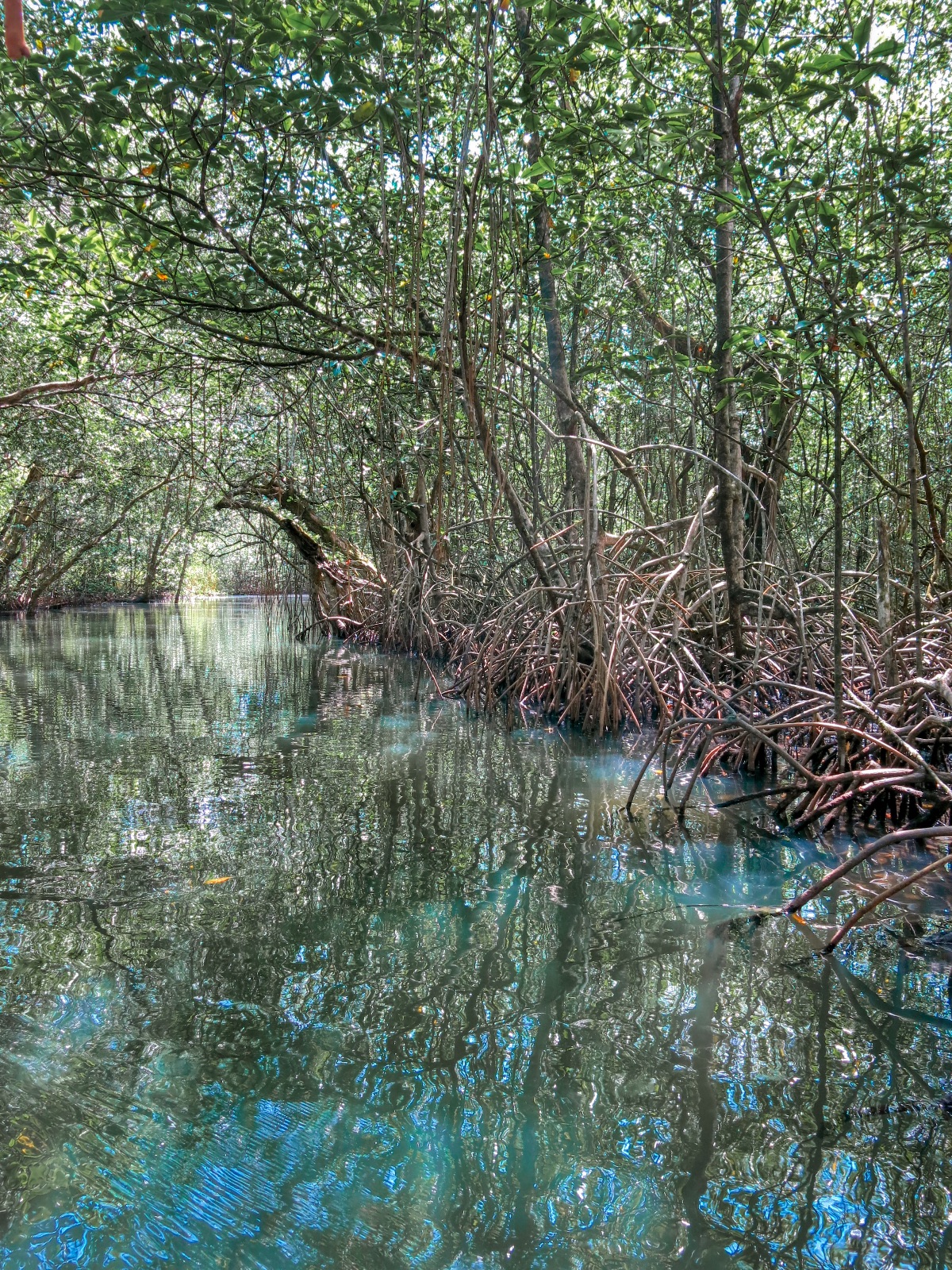 Manglar en Bahia Honda_Panama