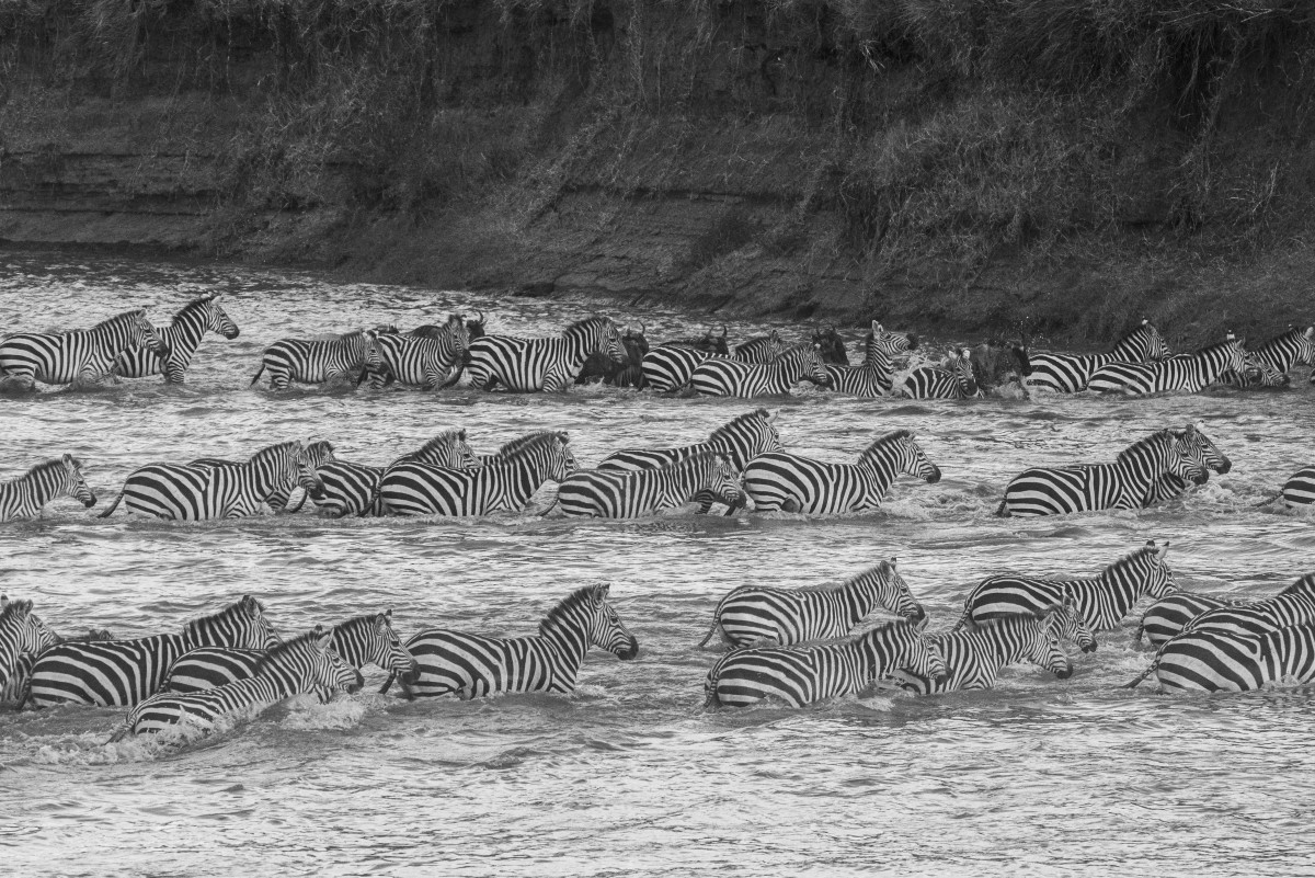 The Great Migration: Crossing Mara River