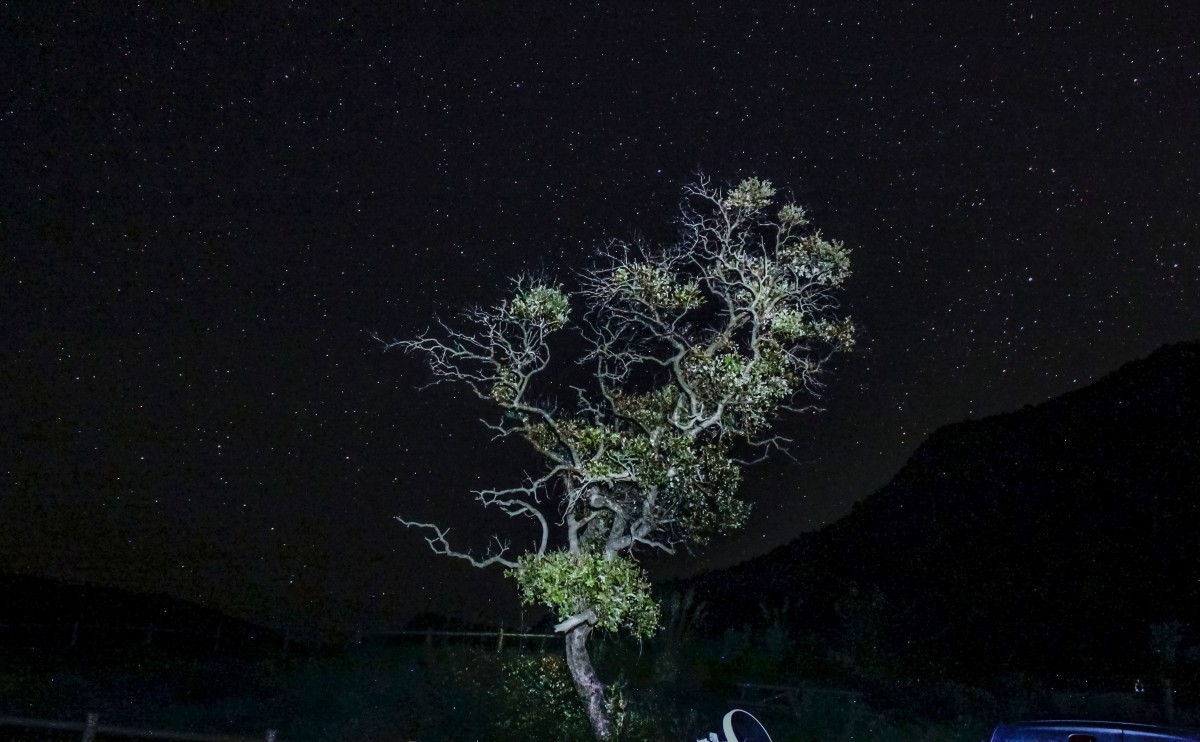 Nuestro compañero nocturno