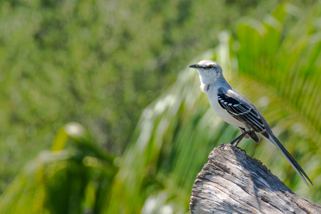 Pajarito pajarito