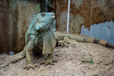 Iguana