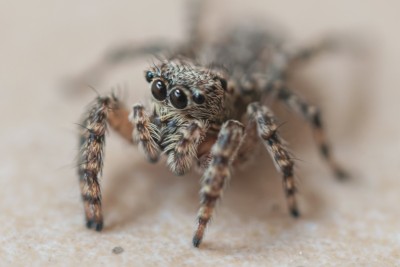 Araña saltarina