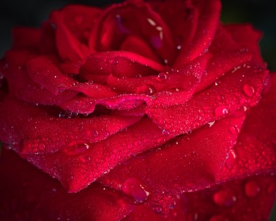 macro rosa