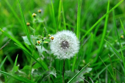 dandelion