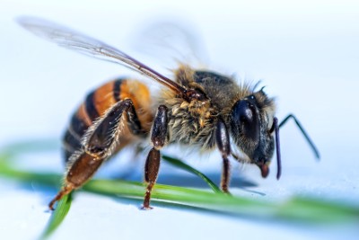 Apis Mellifera