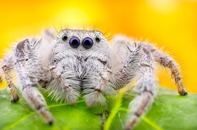 Araña saltarina blanca