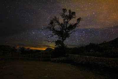 Compañero nocturno