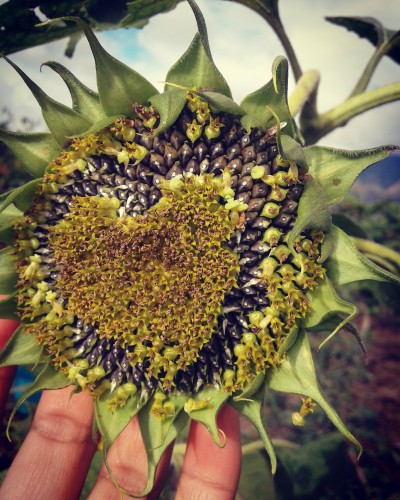 Corazón de girasol