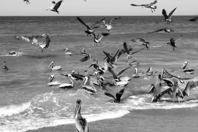 Cuando el hambre agita las alas del mar