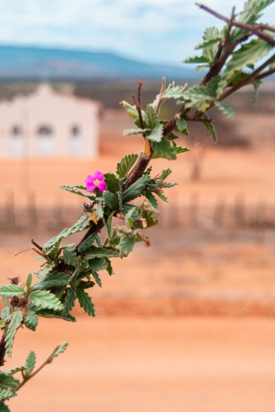 Flor do sertão nordestivo