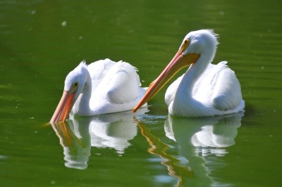 FISHING AT THE LAKE