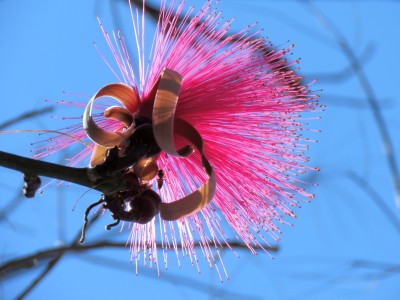 Flor de cabellito