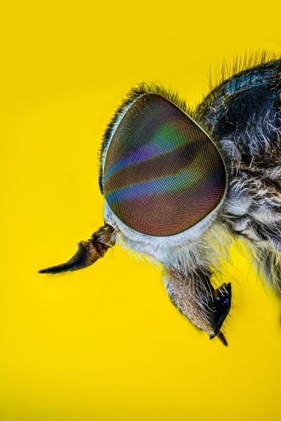 Fly Rainbow (Tábano) (Left Side)