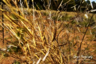 Naturaleza muerta