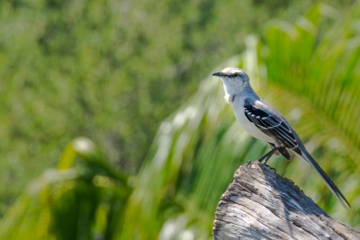 pajarito pajarito