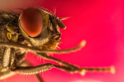 Retrato de mosca doméstica