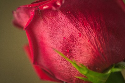 La rosa roja