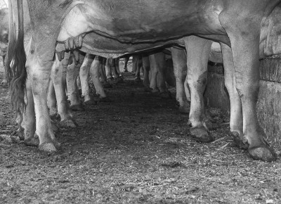 Tunel de vacas