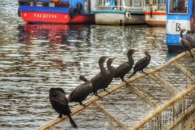 Valdivia - Chile