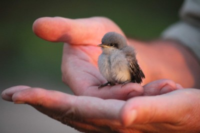 Ya puedes volar